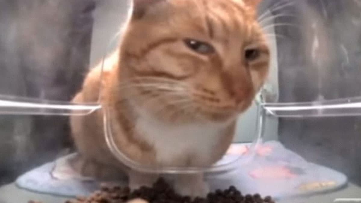 My cat (Real)